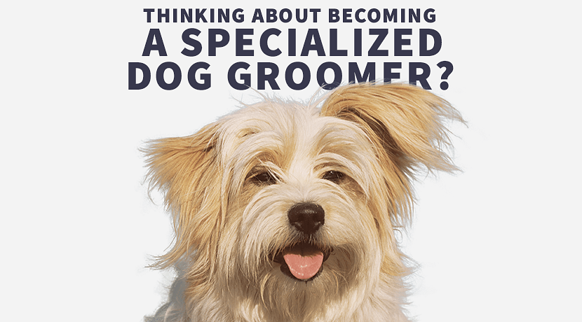 Dog Grooming Brampton Kleinburg B Pro Grooming